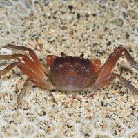 墾丁國家公園再發現8種陸蟹