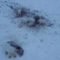 真的找不到東西吃了！56頭北極熊闖入俄羅斯村莊覓食