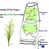 中興大學與中研院合作　參與國際C4水稻研究第四期計畫