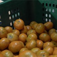 花期遇雨產量減3成！南投「砂糖橘」價揚