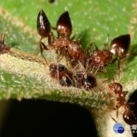 中興大學、台師大跨國團隊　破解蝴蝶與螞蟻間的摩斯密碼