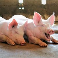 印尼爆發非洲豬瘟！今日14時起帶豬肉品入境將開罰