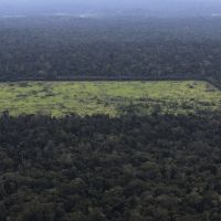 亞馬遜森林警報 11月砍伐面積近5年最高