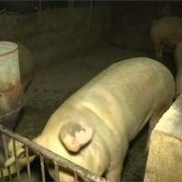 印尼爆發豬霍亂疫情 逾2萬7000頭豬隻死亡