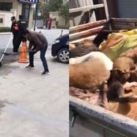 「安樂死太貴...只能含淚打死愛犬」中國北京禁養大型犬 限飼主3日內處理
