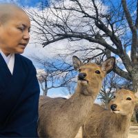 唐美雲日本拍戲變身「動物磁鐵」 奈良鹿搶鏡搗亂進度