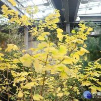 植物界的「活化石」　台北典藏植物園銀杏由綠轉黃