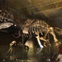 亞洲首隻暴龍化石 收藏家打造「瘋狂博物館」