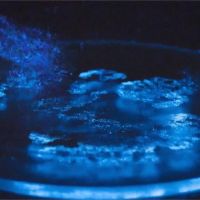 一年四季都能看「藍眼淚」！海洋大學成功培育夜光蟲
