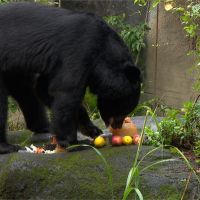 黑熊「黑糖」11歲生日！台北動物園準備蛋糕開生日趴