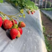 暖冬草莓生長不易價格漲 甜點業者叫苦連天