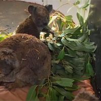 澳洲焚毀面積近兩個台灣 重創無尾熊族群