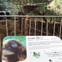 難過！新竹動物園30歲紅毛猩猩 睡夢中重摔不治身亡