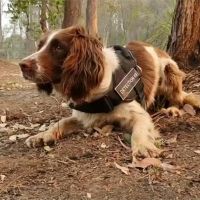 救星！澳洲神犬靠靈敏嗅覺 拯救野火倖存無尾熊