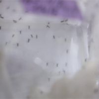 防疫大戰！科學家創「基改蚊」盼滅登革熱