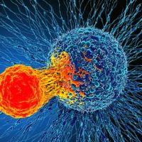 免疫系統驚人發現 強化T細胞所有癌症說不定都有救