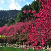 九族文化村預估今年櫻花在春節過後盛開