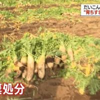 慘遇暖冬害農作 日本蔬菜價格暴跌