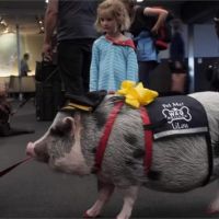舒緩旅客壓力 舊金山機場「小豬」治療師超萌