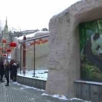 迎接農曆新年！莫斯科動物園貓熊館掛紅燈籠