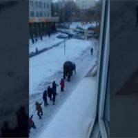 兩頭大象雪中逛大街 凱薩琳堡民眾驚嚇