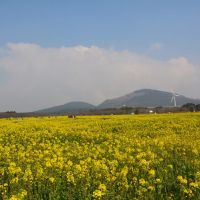 【趣吧】2020韓國花季：濟州島油菜花、首爾櫻花！韓國超美花海10選