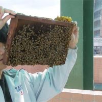 另類養蜂族！中崙高中首創城市養蜂課程