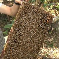 蜜蜂不只產蜂蜜！青農萃取蜂毒搶攻美妝生技