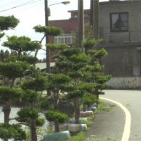 行道樹像景觀藝術 村長化身園丁細心維護
