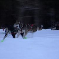 美國狗拉雪橇馬拉松 哈士奇狂奔482公里