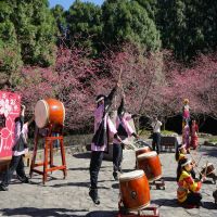 賞櫻首選 九族文化村櫻花祭第20回活動展開