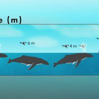 “鼻涕機器人"使鯨魚的科學研究更加容易