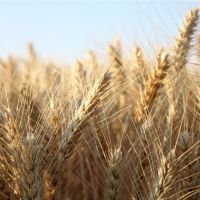 【營養新知】富含膳食纖維，能調節腸菌和促進排便的「超級大麥」是什麼？