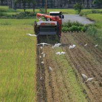 今年水稻保險開始受理  花小錢獲大「保庇」