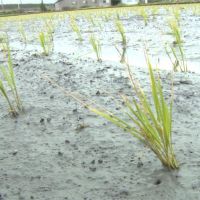 久未下雨抽河水灌溉 河水「鹽化」50公頃秧苗枯黃