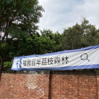 台中市區百年荔枝森林搶救保留成功
