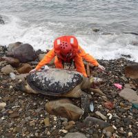 快新聞／東北角的海洋悲歌 7隻海龜死亡被沖上岸