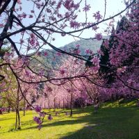 九族櫻花祭花期進入第二波富士櫻盛開