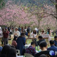 九族櫻花祭　魚池咖啡與文學的對話