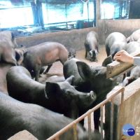 武肺疫情致毛豬批發價低迷　農委會提調節措施、擬祭紓困方案