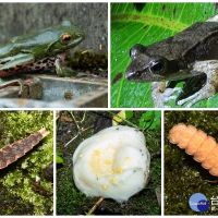協助調查高山兩棲動物生態　太平山國家森林志工成即戰力