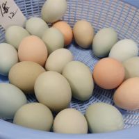 號稱10倍營養！「養生」烏骨雞 日產200顆雞蛋供不應求