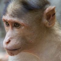 中國恆河猴實驗證實 新冠病毒可從眼結膜入侵多器官