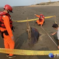 觀音沙灘發現死亡鯨豚　海巡協助採樣並就地掩埋