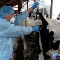 嘉縣乳牛結核病檢驗合格　牛乳品質安全無虞