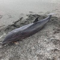 臺東海岸發現死亡鯨豚 疑似弗氏海豚