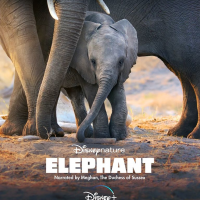由梅根擔任旁白！紀錄片《大象》將於4月3日在Disney+上架