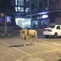 放獅子上街阻民眾出門？俄羅斯發言人：要放也是放熊