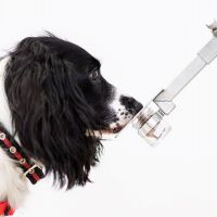 可取代試劑？英國研究機構訓練狗狗聞出新冠肺炎