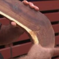 燒過的木材根本無法使用！澳洲旱災導致迴力鏢產業停擺